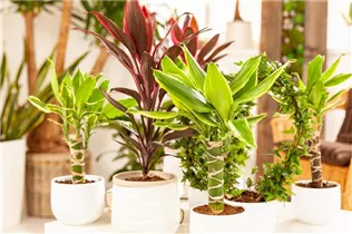 Dracaena fragrans - Drachenbaum