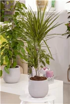 Grünpflanzen - Grünpflanzen Grünpflanzen - Grünpflanzen