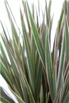 Dracaena marginata - Drachenbaum Dracaena marginata - Drachenbaum