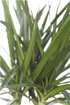 Dracaena marginata - Drachenbaum Dracaena marginata - Drachenbaum