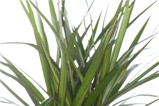 Dracaena marginata - Drachenbaum Dracaena marginata - Drachenbaum