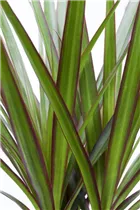 Dracaena marginata - Drachenbaum Dracaena marginata - Drachenbaum