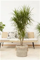 Dracaena marginata - Drachenbaum Dracaena marginata - Drachenbaum