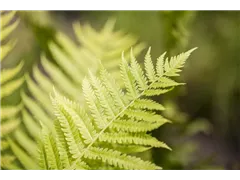 Dryopteris affinis - Goldschuppenfarn Dryopteris affinis - Goldschuppenfarn
