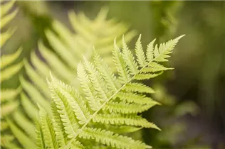 Dryopteris affinis - Goldschuppenfarn Dryopteris affinis - Goldschuppenfarn