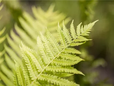 Dryopteris affinis - Goldschuppenfarn Dryopteris affinis - Goldschuppenfarn