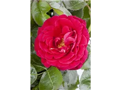 Duftrose - Duftrose Duftrose - Duftrose