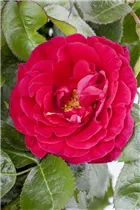 Duftrose - Duftrose Duftrose - Duftrose