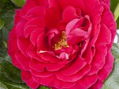 Duftrose - Duftrose Duftrose - Duftrose