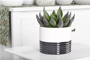 Echeveria - Echeverie