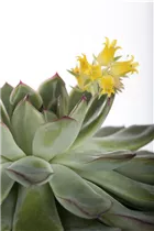 Echeveria - Echeverie