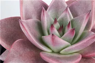 Echeveria agavoides - Echeverie Echeveria agavoides - Echeverie