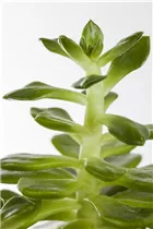 Echeveria - Echeverie