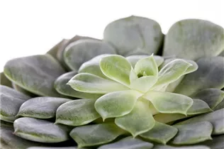 Echeveria - Echeverie