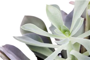 Echeveria - Echeverie