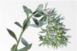 Echeveria - Echeverie