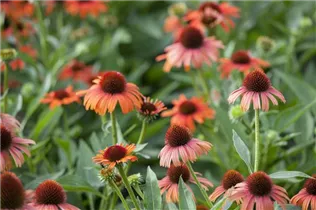 Echinacea purpurea - Purpursonnenhut