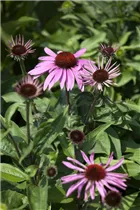 Echinacea purpurea - Purpursonnenhut