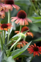 Echinacea purpurea - Purpursonnenhut