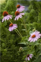 Echinacea purpurea - Purpursonnenhut