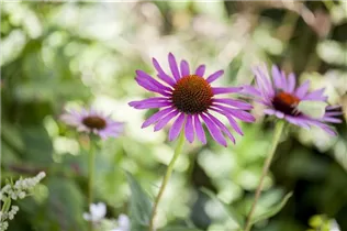 Echinacea purpurea - Purpursonnenhut
