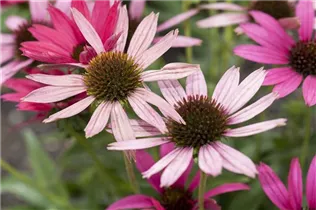 Echinacea purpurea - Purpursonnenhut