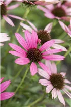 Echinacea purpurea - Purpursonnenhut