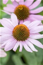 Echinacea purpurea - Purpursonnenhut