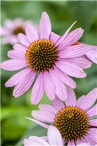 Echinacea purpurea 'Prairie Splendor'® - Garten-Scheinsonnenhut 'Prairie Splendor'®