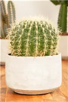 Echinocactus grusonii - Schwiegermuttersessel