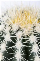 Echinocactus grusonii - Schwiegermuttersessel