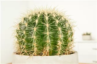 Echinocactus grusonii - Schwiegermuttersessel