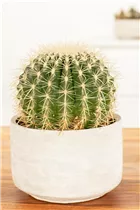 Echinocactus grusonii - Schwiegermuttersessel