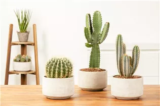 Echinocactus grusonii - Schwiegermuttersessel