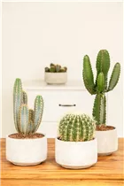 Euphorbia ingens - Säulenkaktus