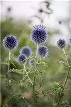 Echinops ritro - Kugeldistel Echinops ritro - Kugeldistel