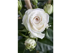 Edelrose - Edelrose Edelrose - Edelrose