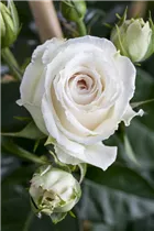 Edelrose - Edelrose Edelrose - Edelrose