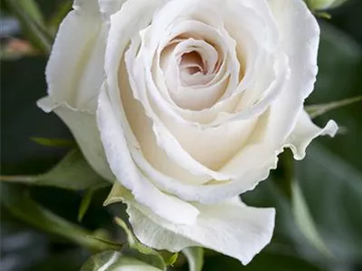 Edelrose - Edelrose Edelrose - Edelrose