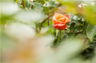 Edelrose - Edelrose Edelrose - Edelrose