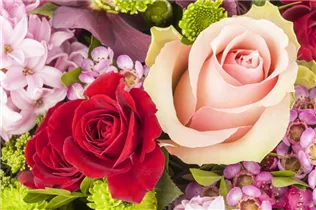 Edelrose - Edelrose Edelrose - Edelrose