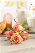 Edelrose 'Metropole' - Rosa 'Metropole' Edelrose 'Metropole' - Rosa 'Metropole'