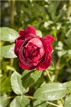 Englische Rosen - Englische Rose Englische Rosen - Englische Rose