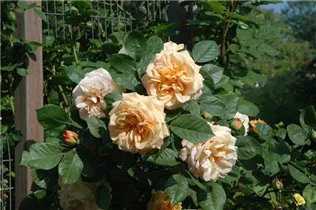 Englische Rosen - Englische Rose Englische Rosen - Englische Rose