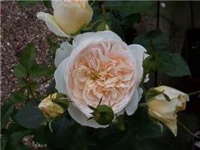 Englische Rosen - Englische Rose Englische Rosen - Englische Rose