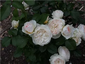 Englische Rosen - Englische Rose Englische Rosen - Englische Rose