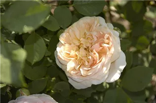 Englische Rosen - Englische Rose Englische Rosen - Englische Rose