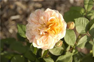 Englische Rosen - Englische Rose Englische Rosen - Englische Rose