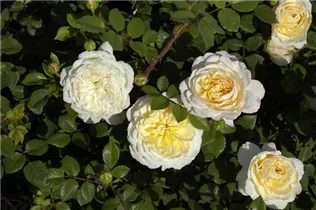 Englische Rosen - Englische Rose Englische Rosen - Englische Rose