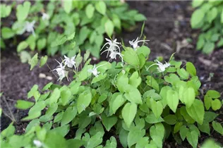 Epimedium - Elfenblume Epimedium - Elfenblume